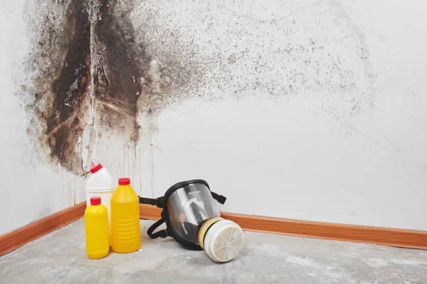 Best Residential Mold Removal  in Ross, CA
