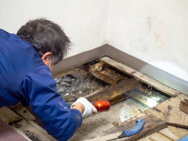 Best Local Mold Removal Service  in Ross, CA