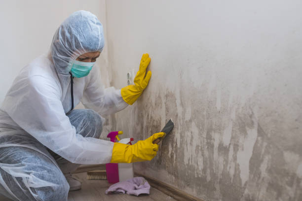 Best Mold Testing  in Ross, CA