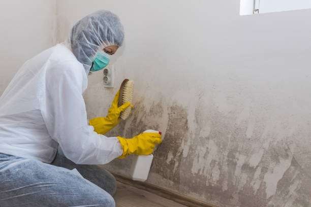 Best Mold Removal Near Me  in Ross, CA