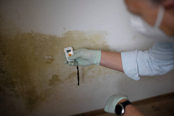 Best Best Mold Removal Companies  in Ross, CA