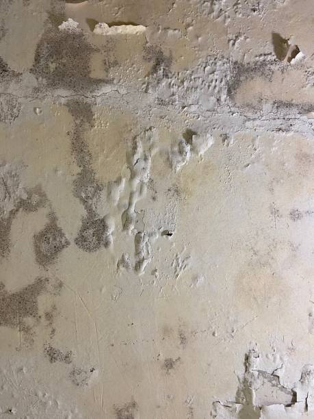 Home Mold Removal in Ross, CA