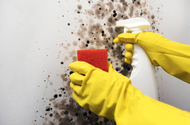 Trusted Ross, CA Mold Removal Experts