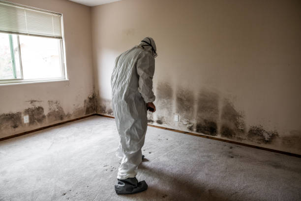 Best Affordable Mold Removal  in Ross, CA
