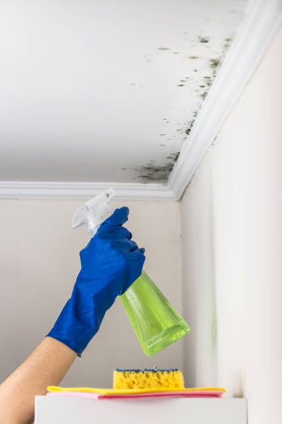 Best Professional Mold Removal  in Ross, CA