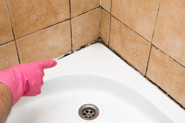 Best Commercial Mold Removal  in Ross, CA