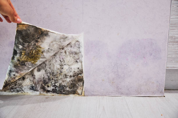 Best Mold Damage Repair  in Ross, CA